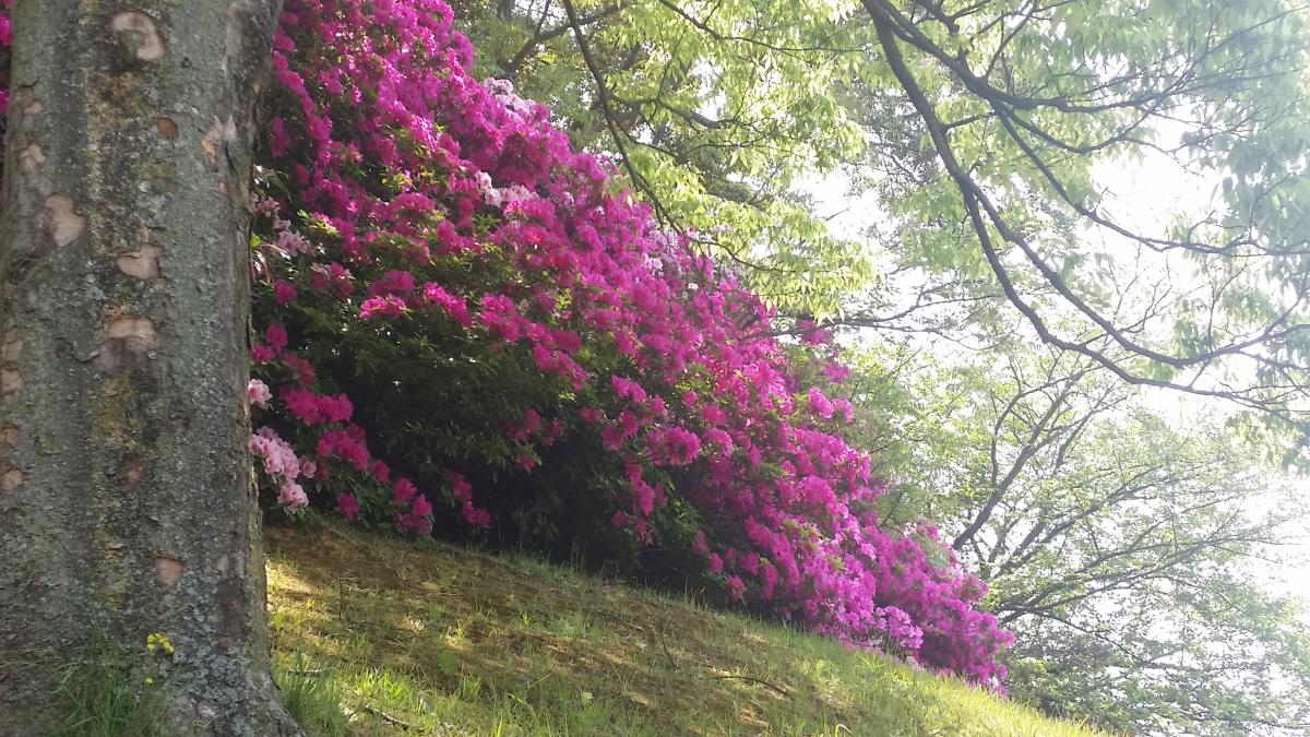 夜宮公園の躑躅