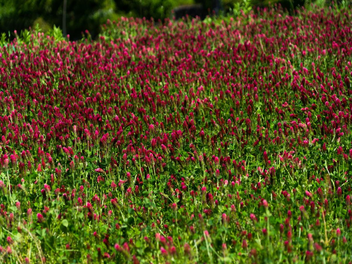 井手浦の春景色