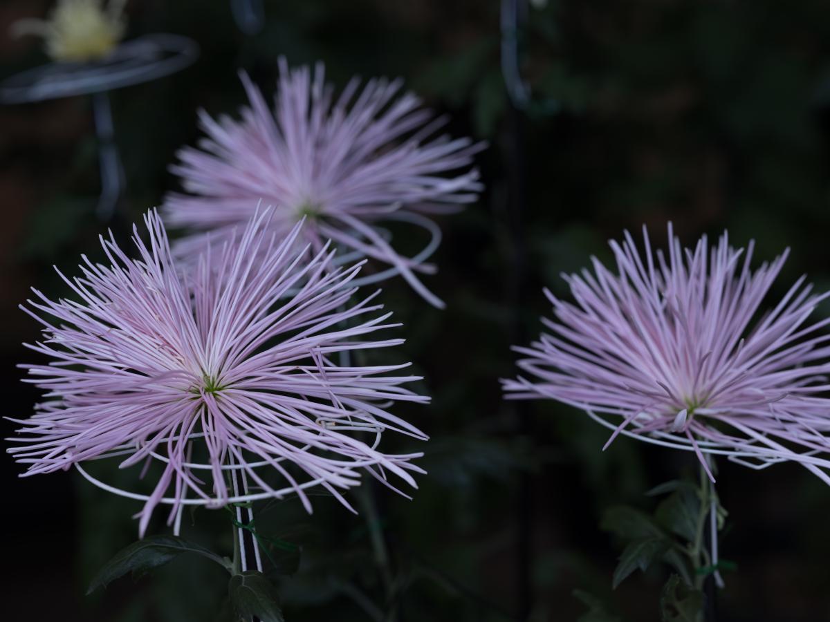 菊花展