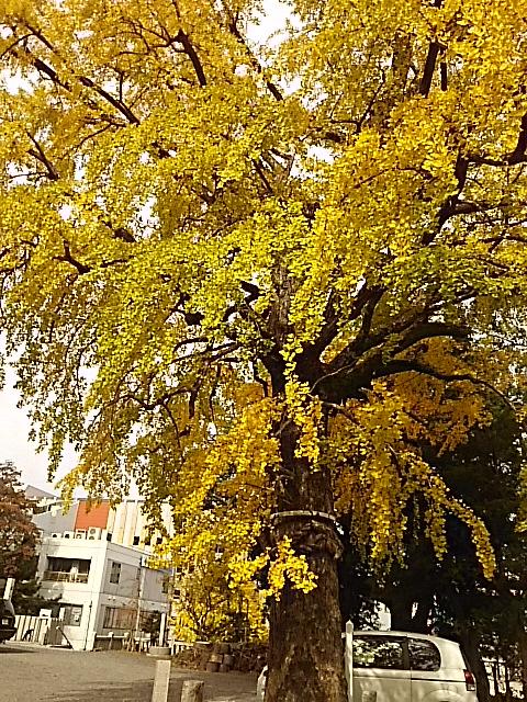 岡田宮の銀杏