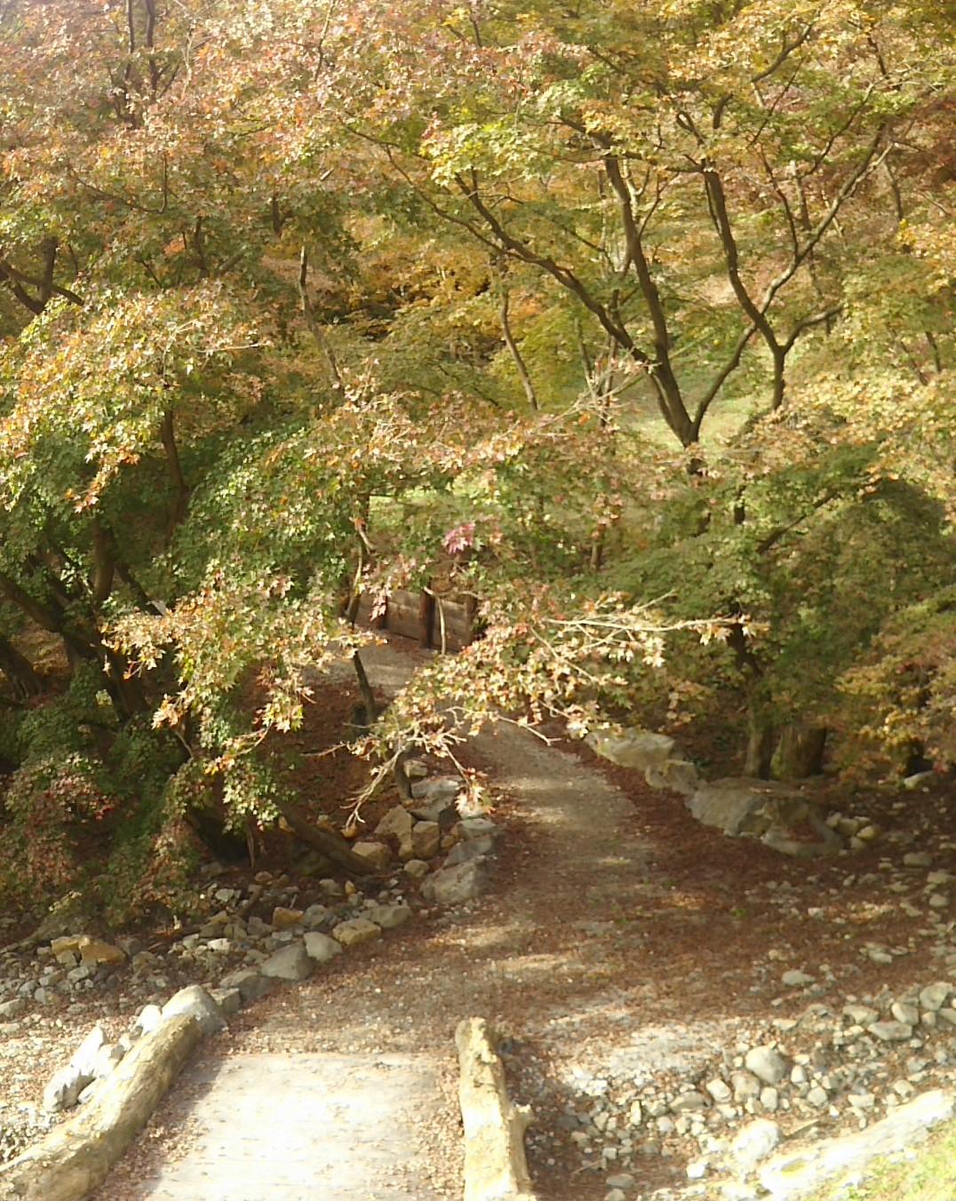 河内藤園の紅葉