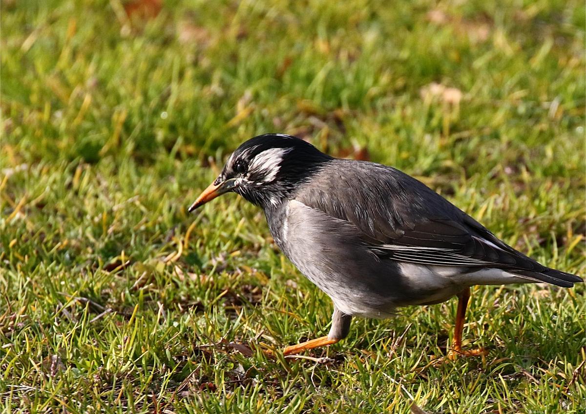 勝山公園の野鳥たち：公園で見られる留鳥-1