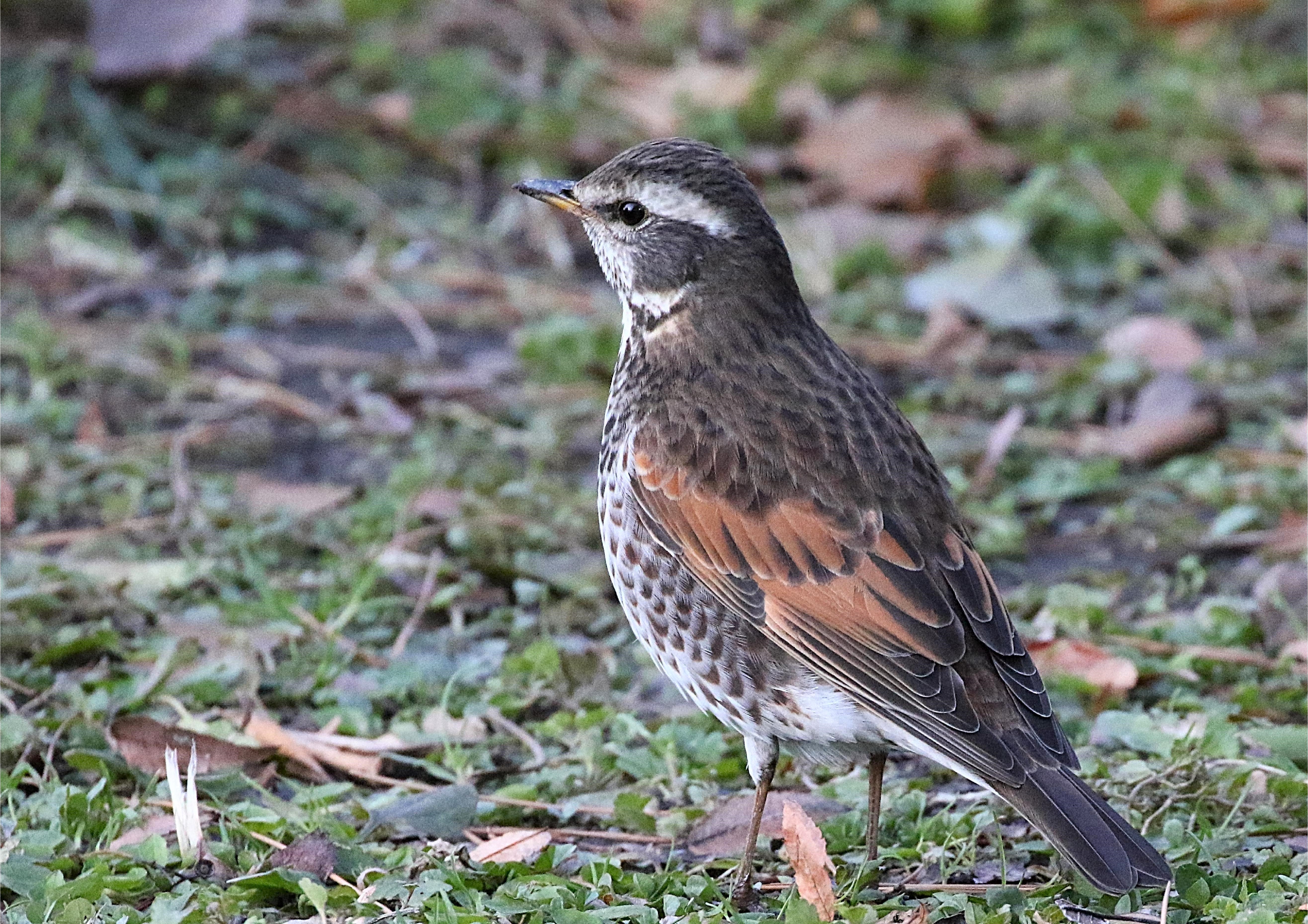 勝山公園の野鳥たち 公園で見られる冬の渡り鳥 2 常設展示室 北九州市 時と風の博物館 勝山公園の野鳥たち 公園で見られる冬の渡り鳥 2 常設展示室 北九州市 時と風の博物館