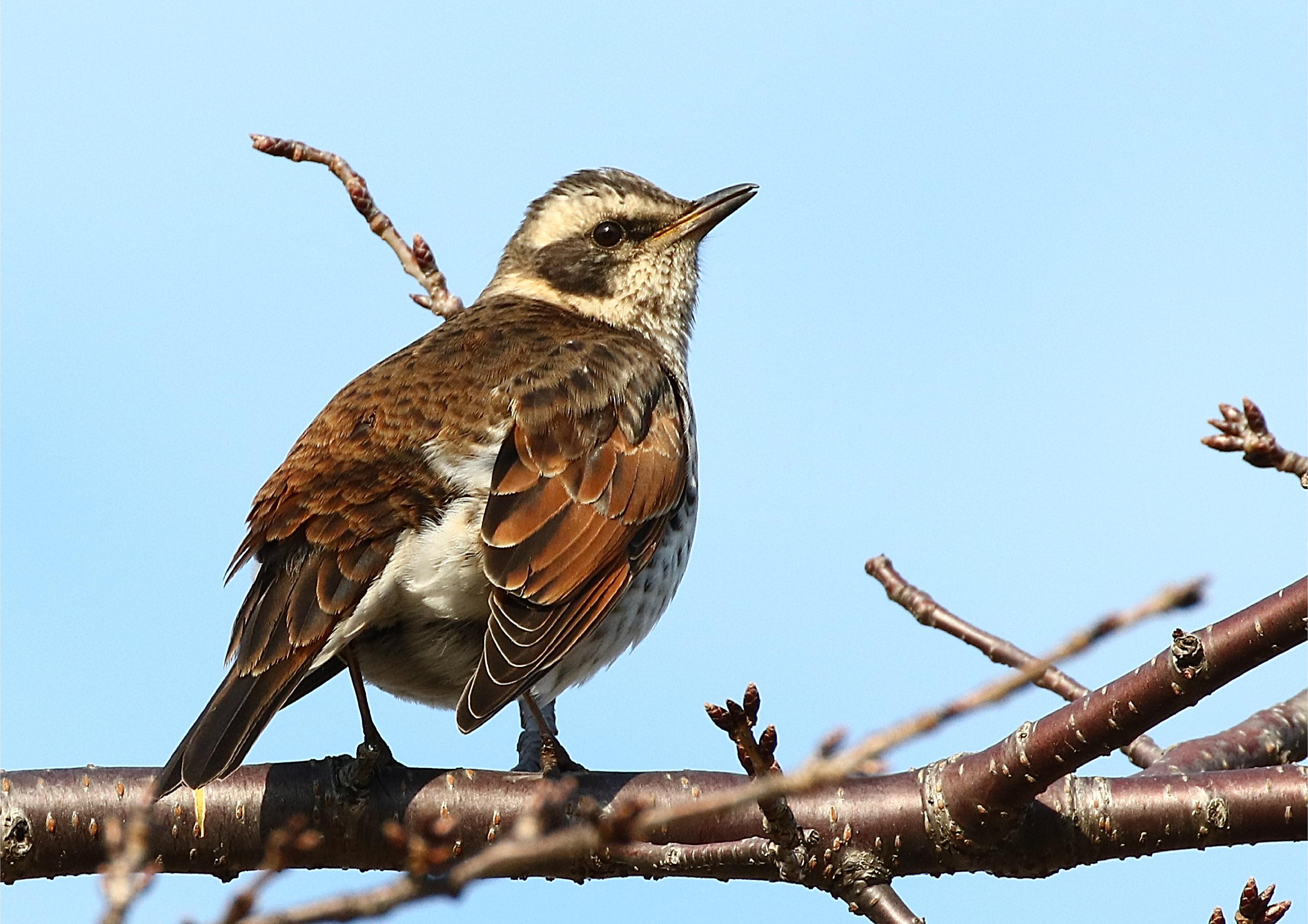 勝山公園の野鳥たち 公園で見られる冬の渡り鳥 2 常設展示室 北九州市 時と風の博物館