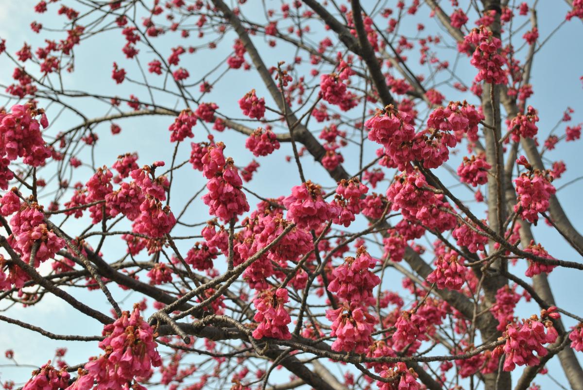 勝山公園の桜-2：寒緋桜　
