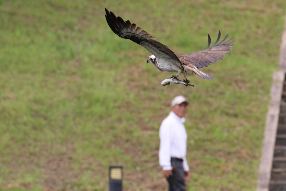 県営中央公園のミサゴ