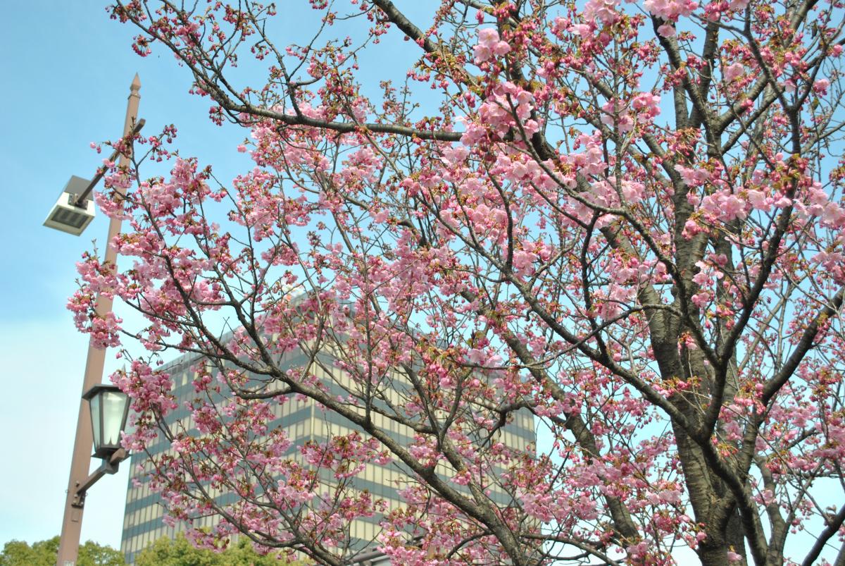 勝山公園の桜：陽光桜・見頃です