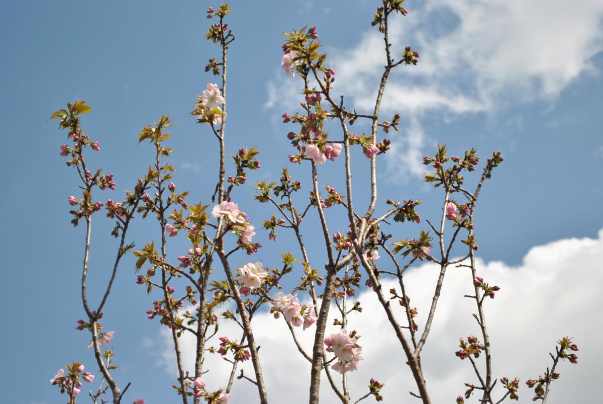 勝山公園の桜-7：御車返し（みくるまがえし）