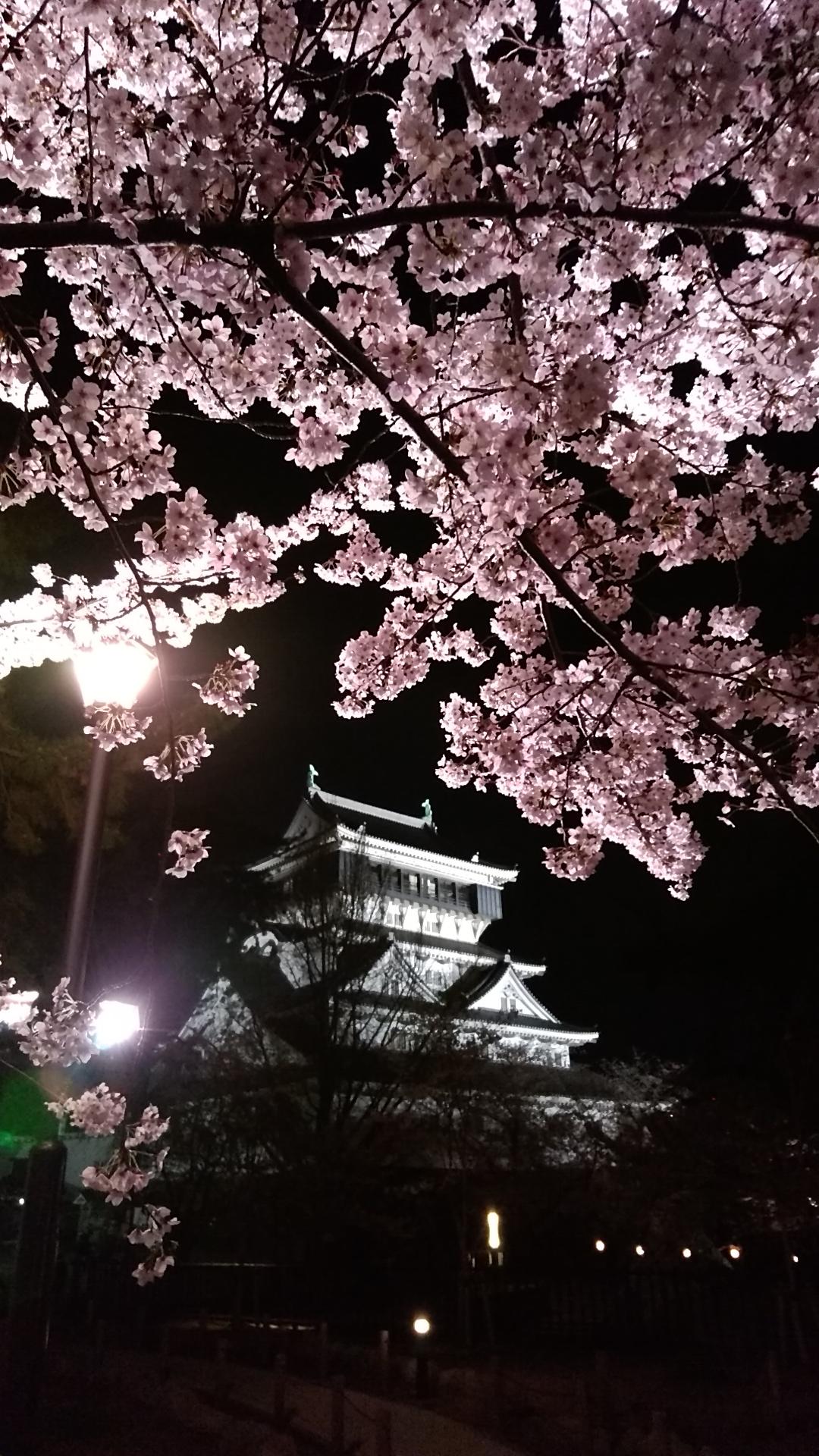 夜桜と小倉城