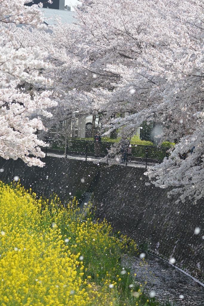 志井川桜吹雪