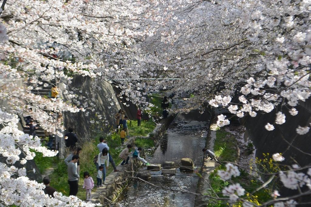 桜とファミリー