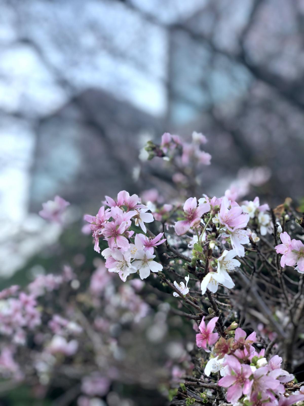 一年に二度咲くサクラ