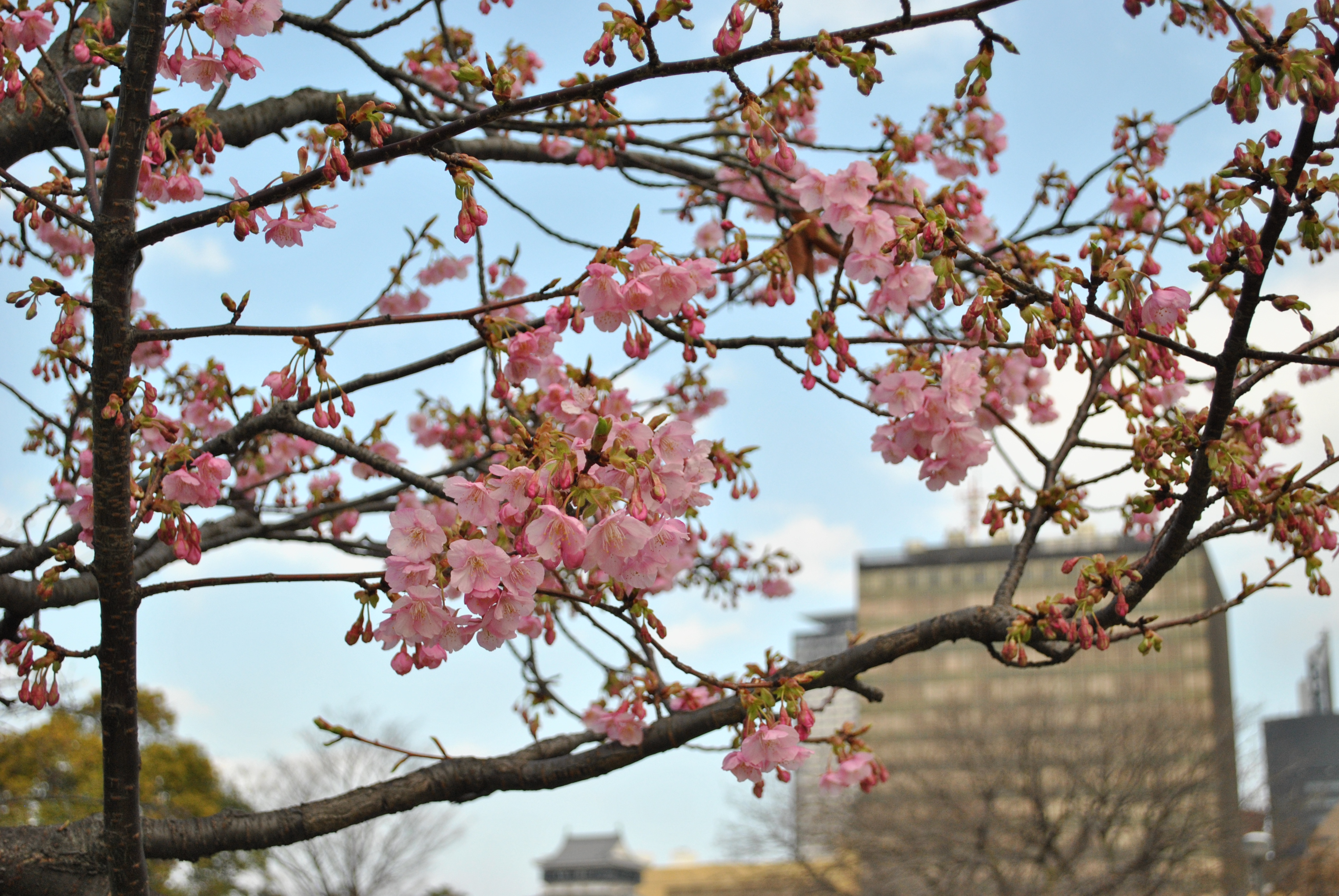 勝山公園の桜 河津桜 常設展示室 北九州市 時と風の博物館