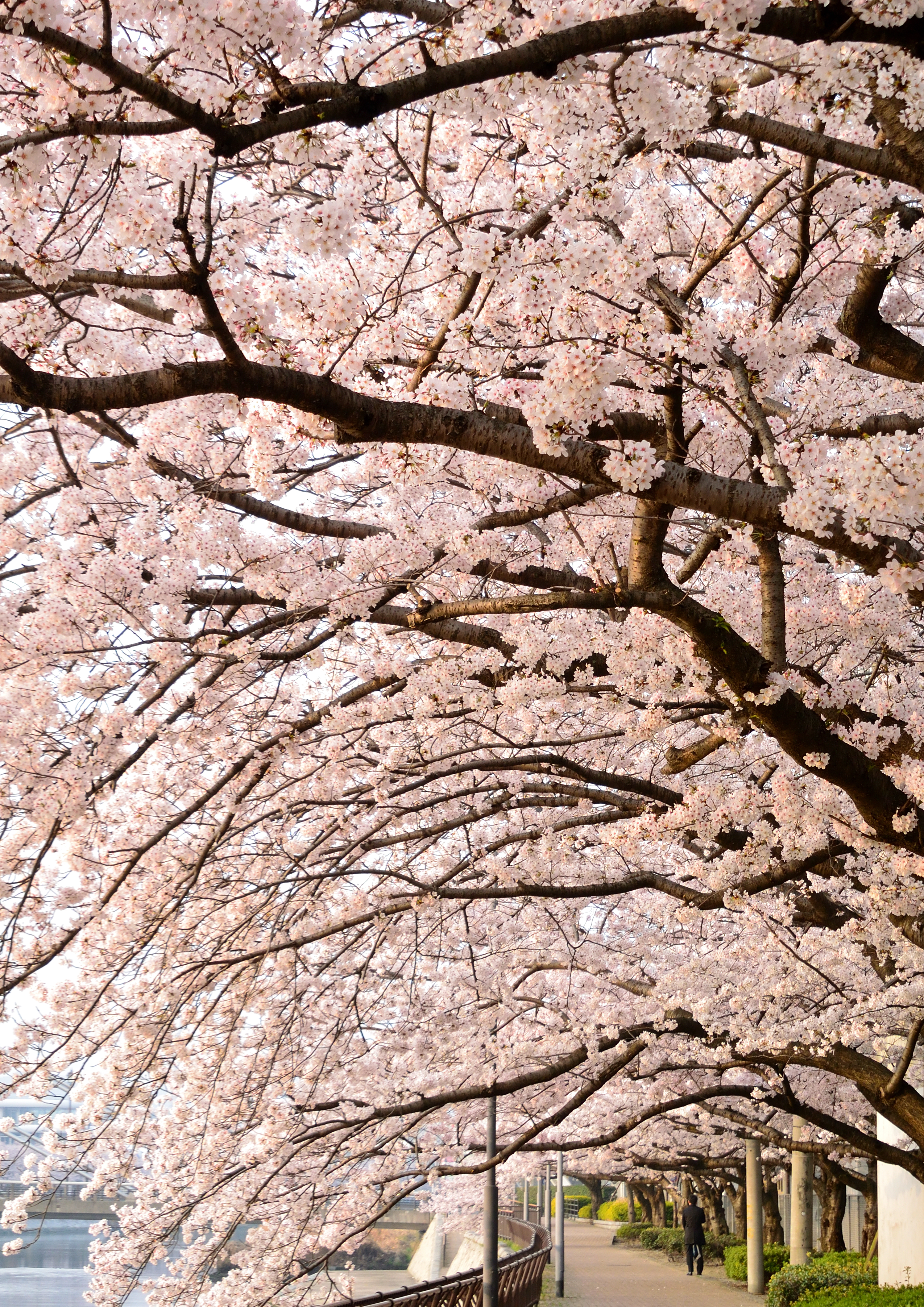 勝山公園と紫川周辺の桜情報 常設展示室 北九州市 時と風の博物館