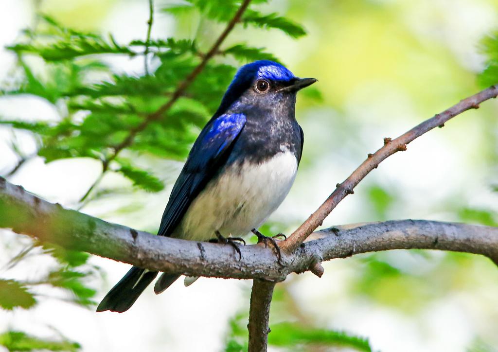 県営中央公園の野鳥-1