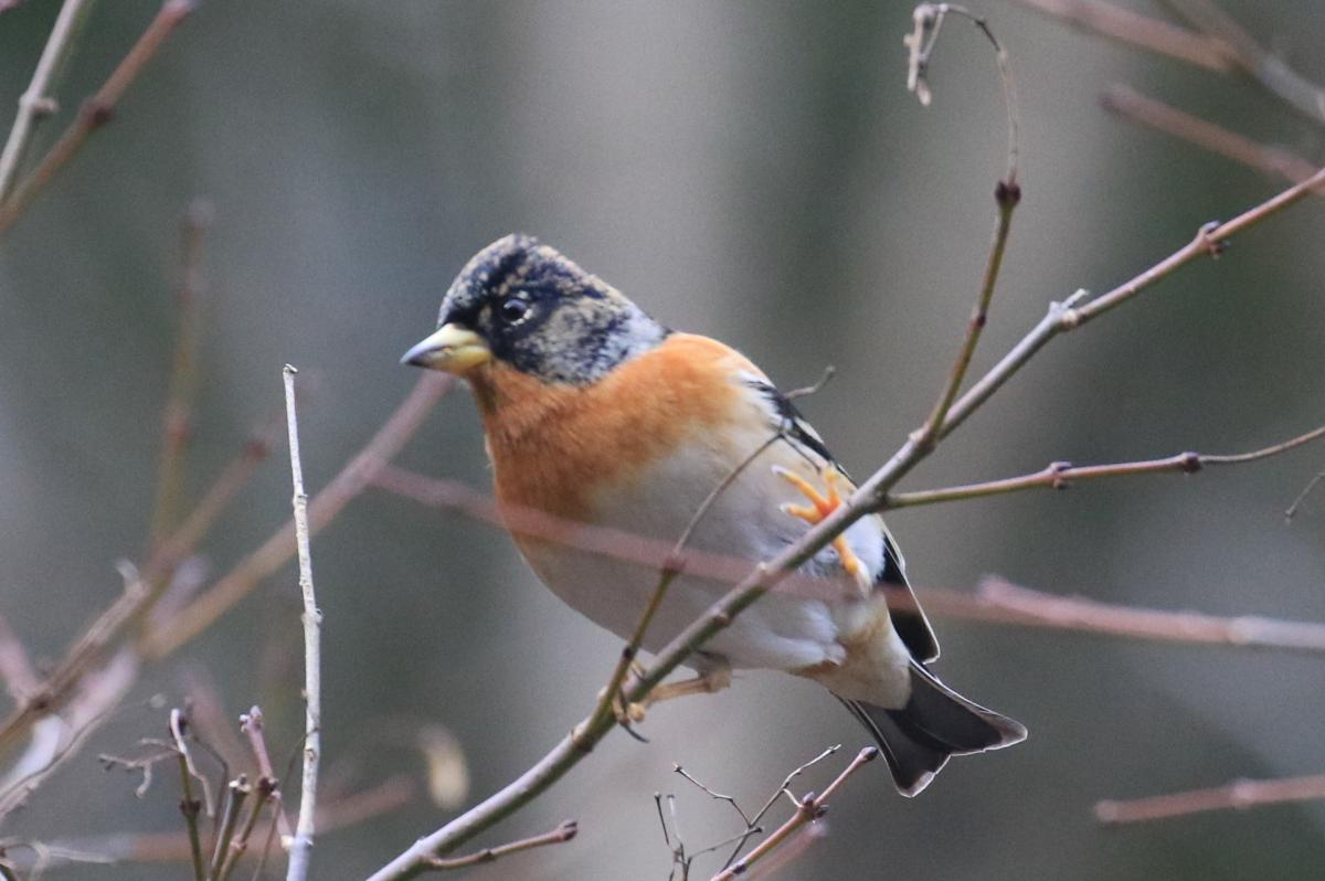 県営中央公園の野鳥-3