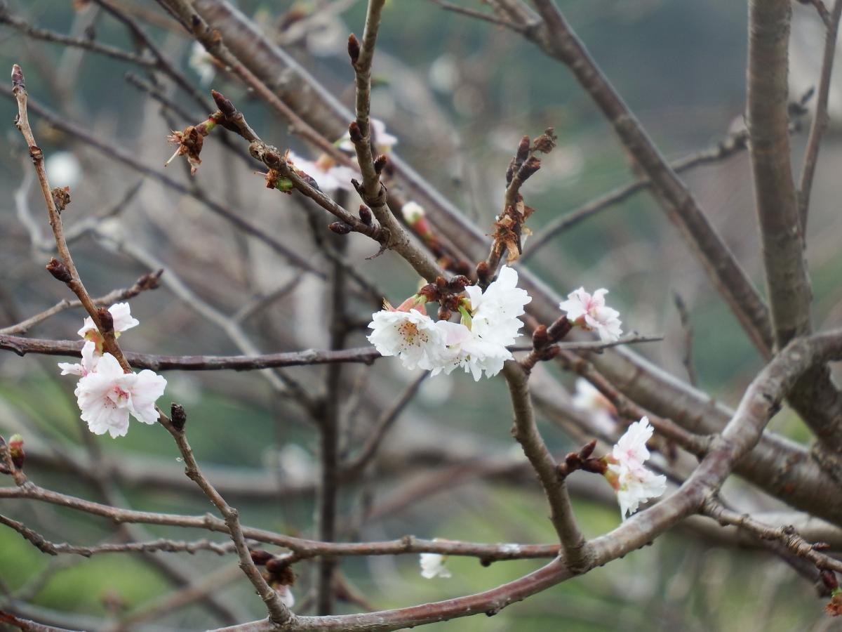 十月桜の開花