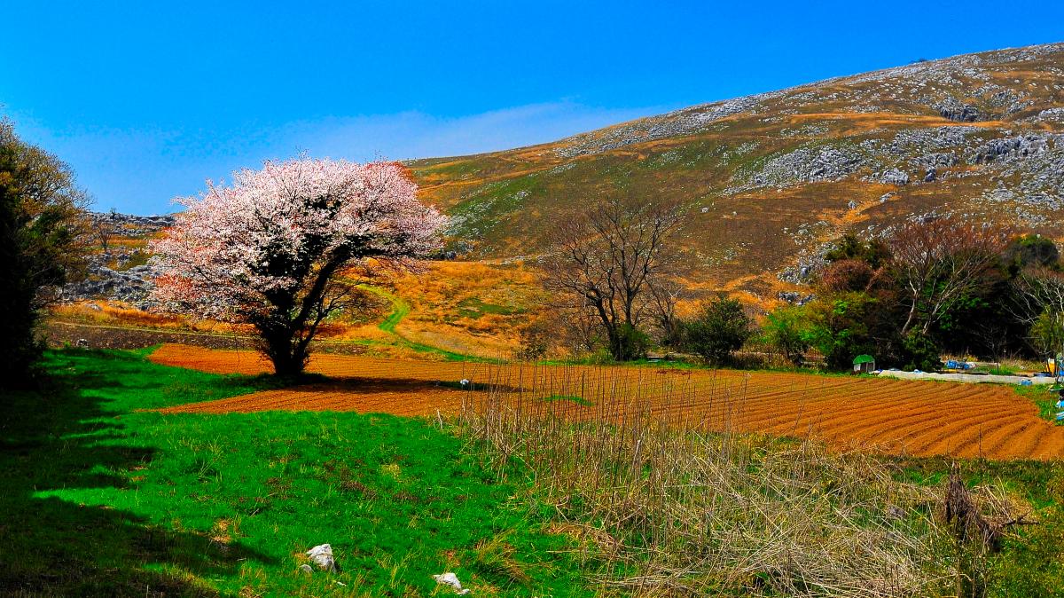 平尾台の一本桜