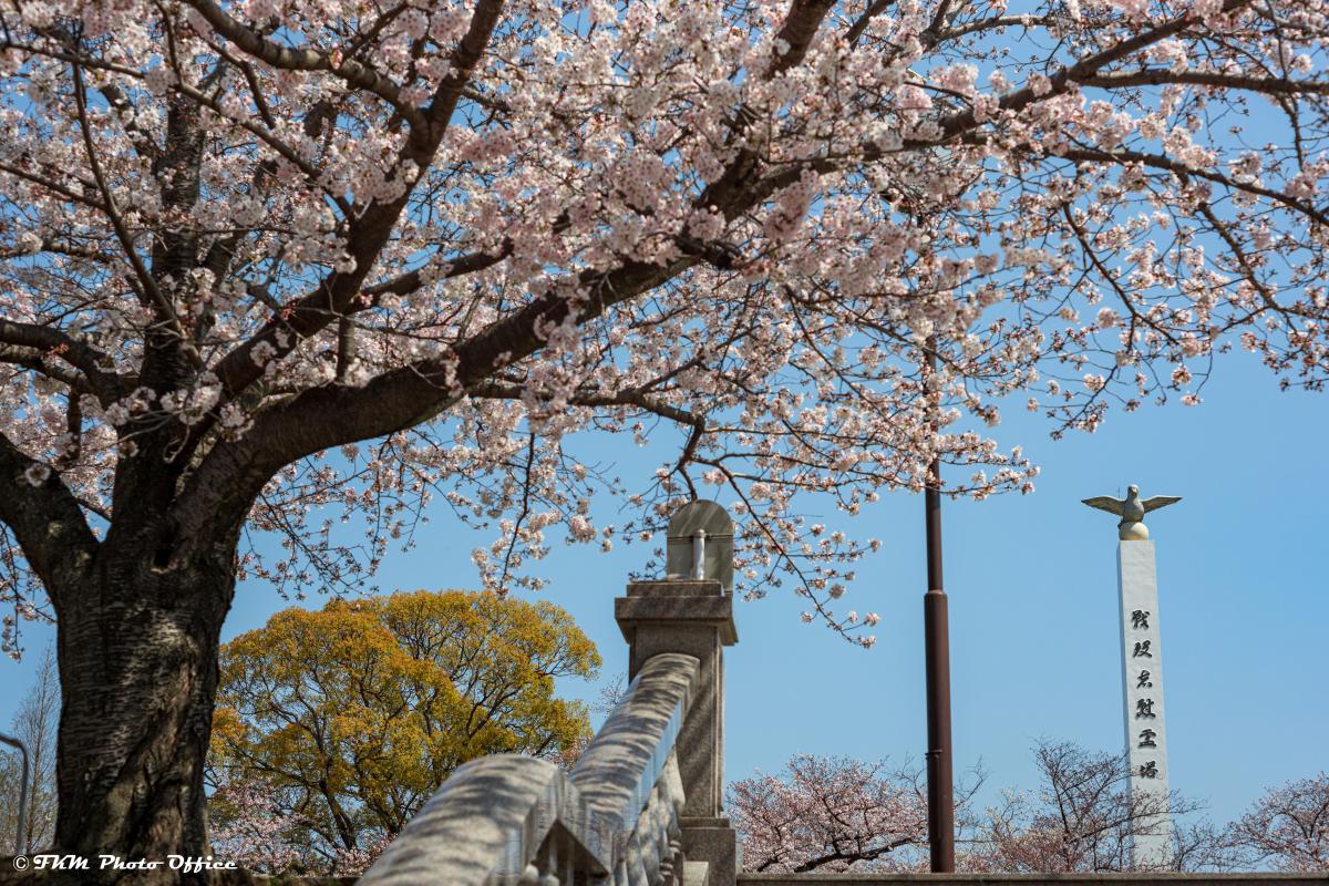 夜宮公園の桜