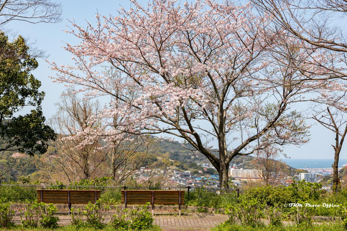 高塔山の日常