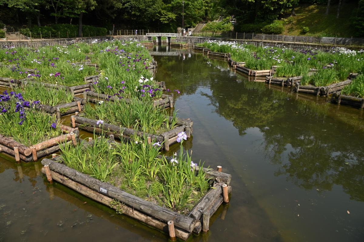 夜宮公園菖蒲池