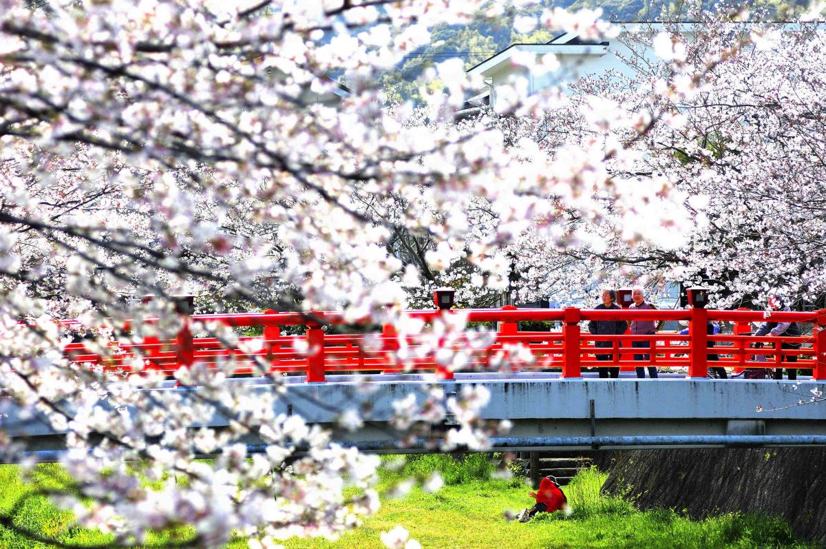 貫川の桜並木