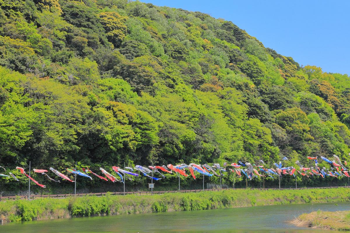 紫川こいのぼりまつり