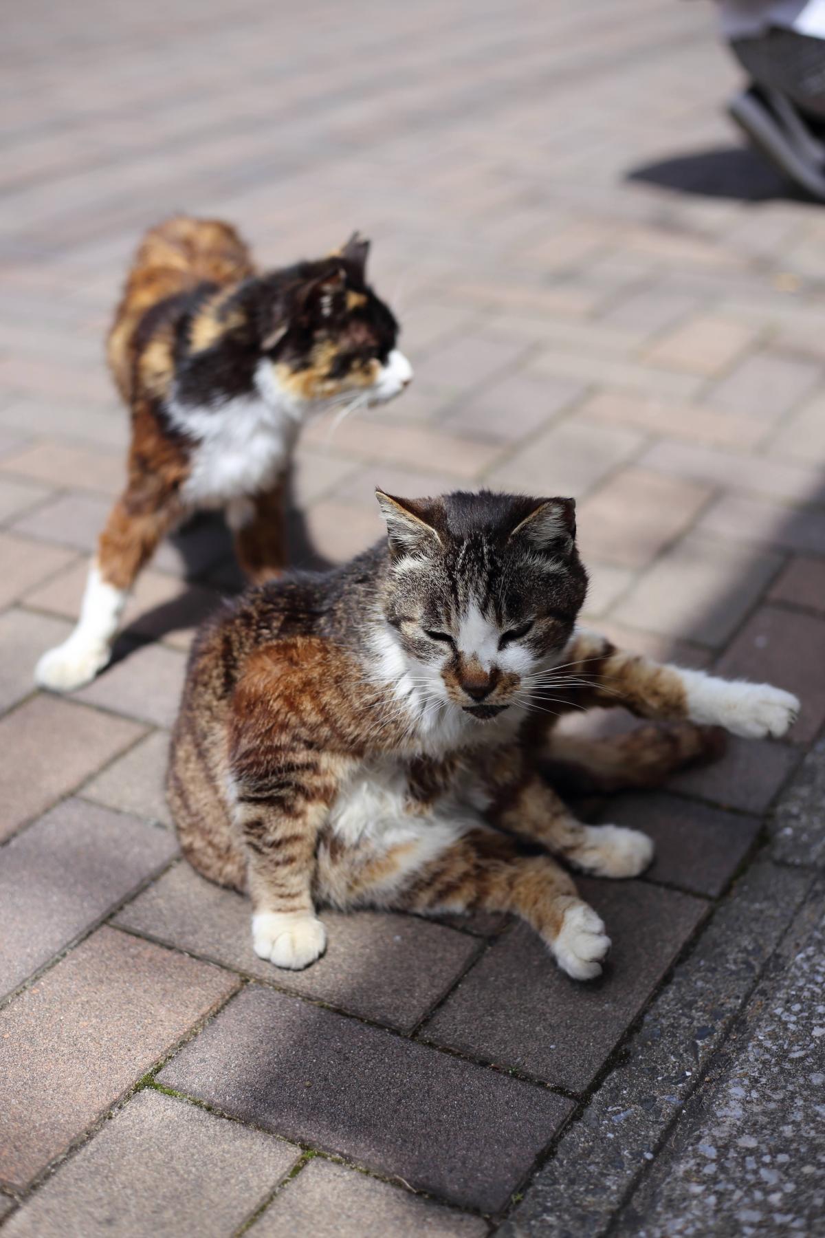 藍島へ猫探訪