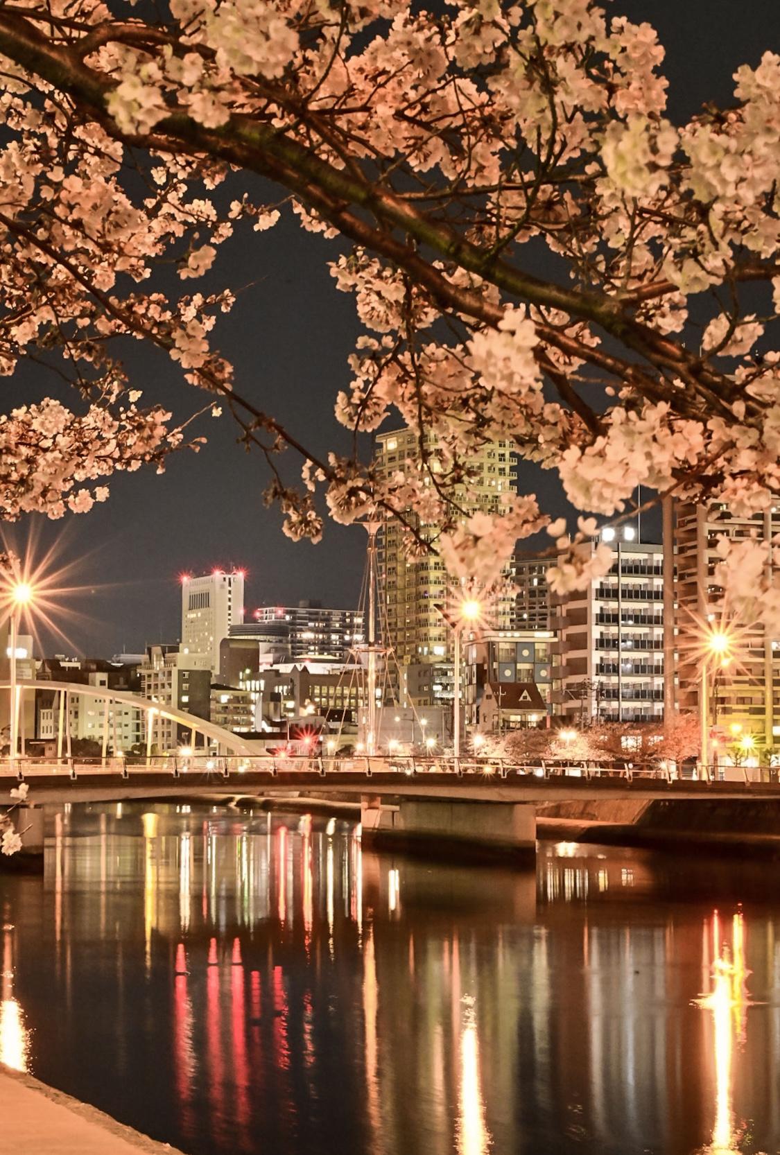 夜桜散歩