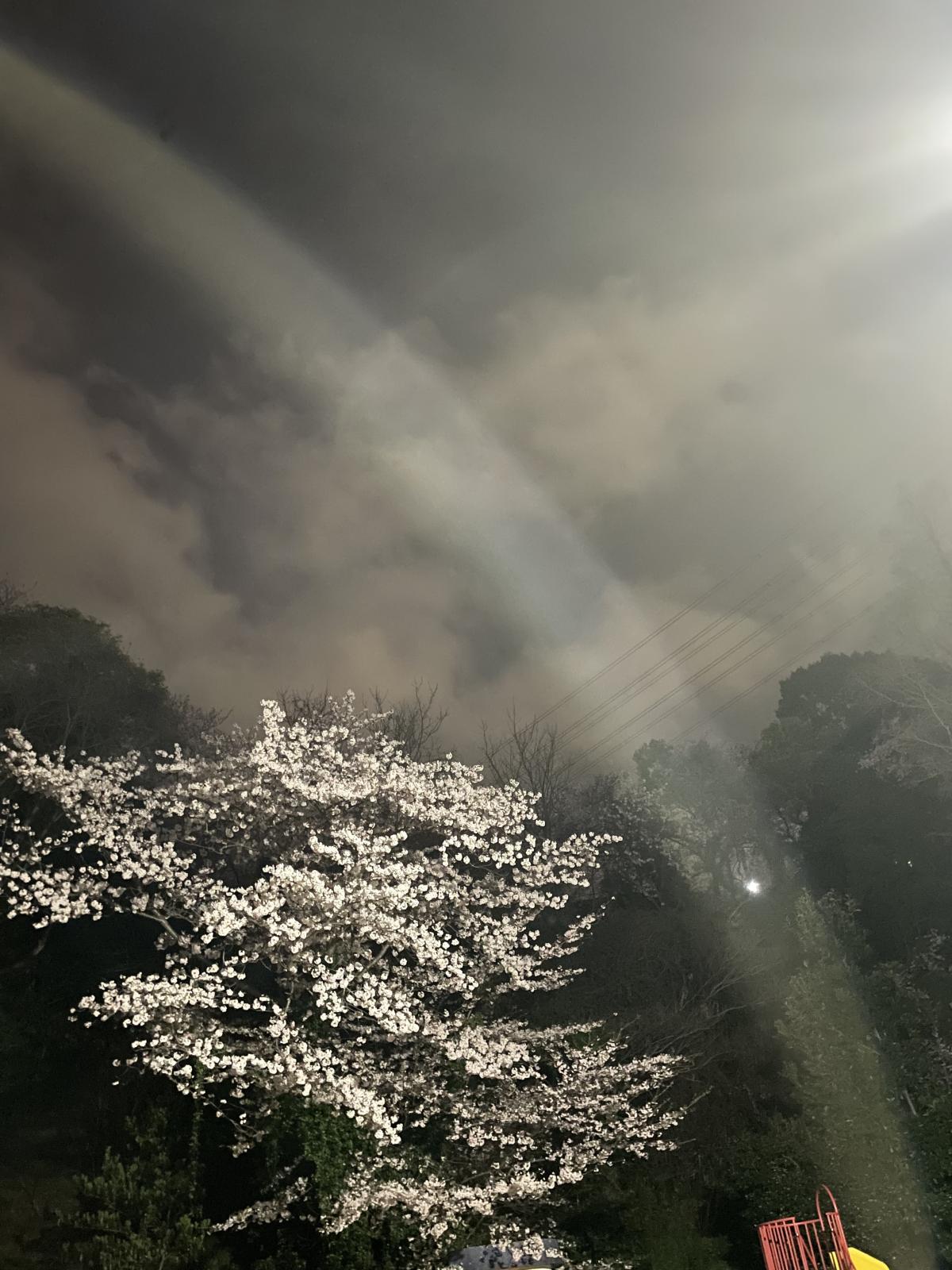 夜桜、桜