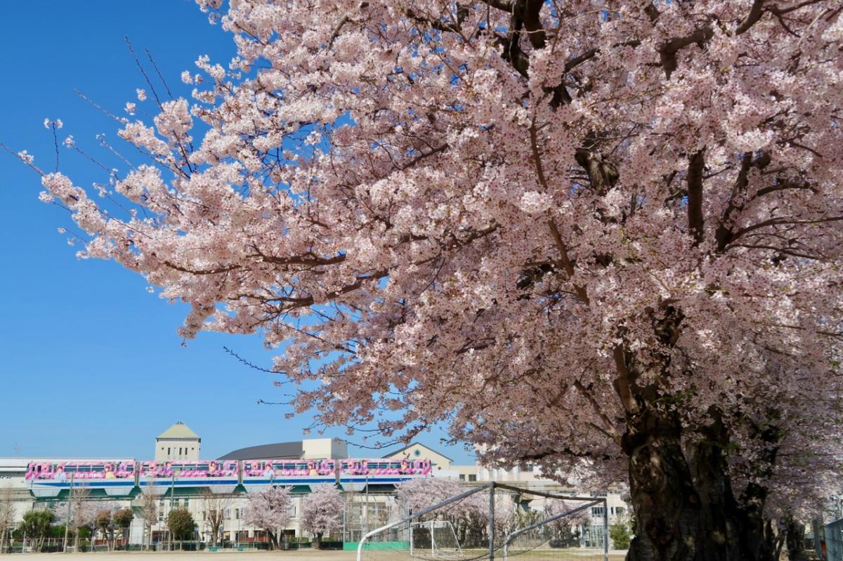 校庭の桜並木とモノレール