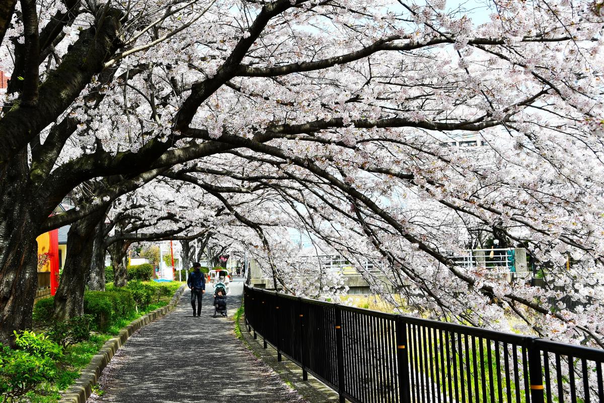 志井川沿いの桜