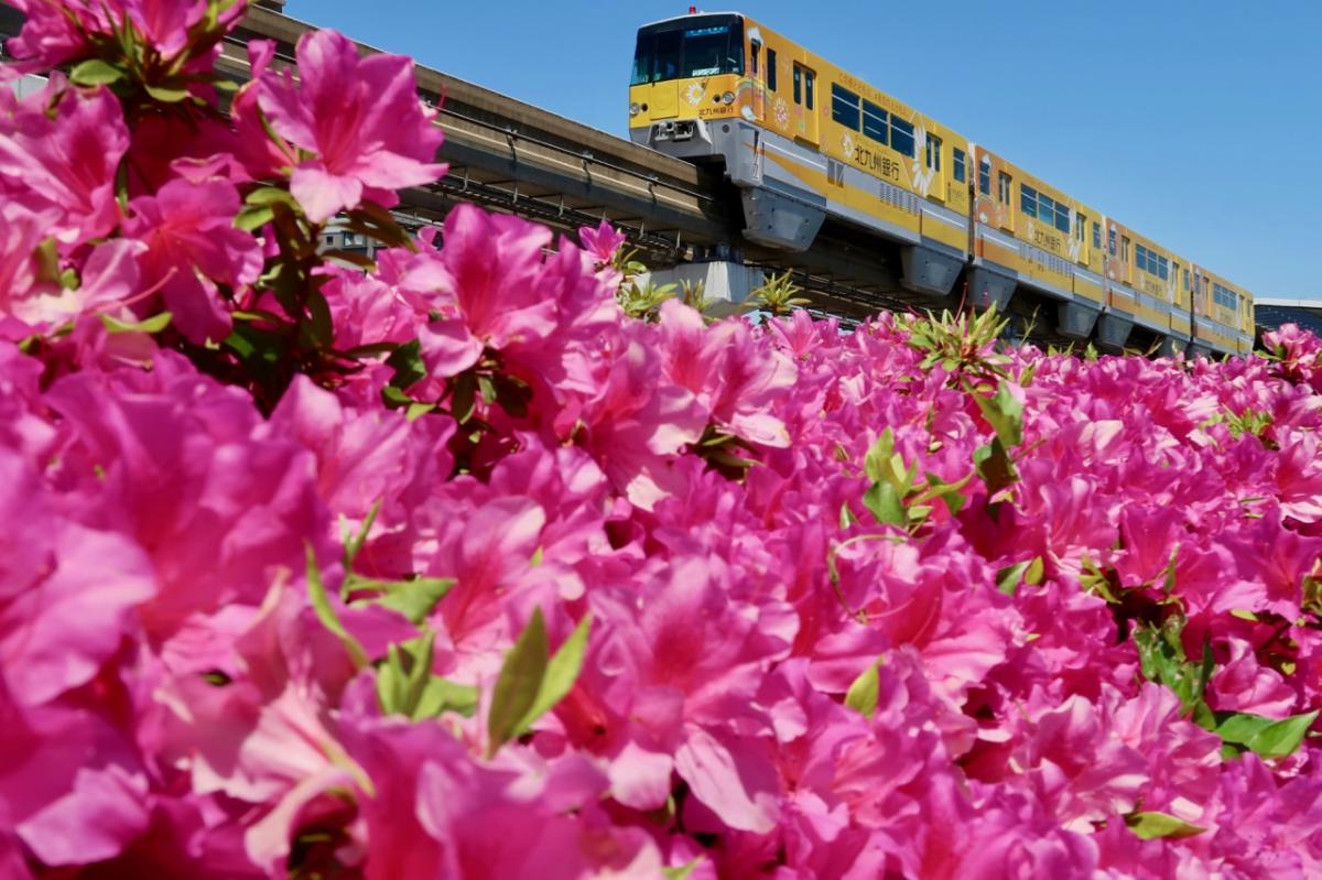 モノレール城野駅近くのつつじ