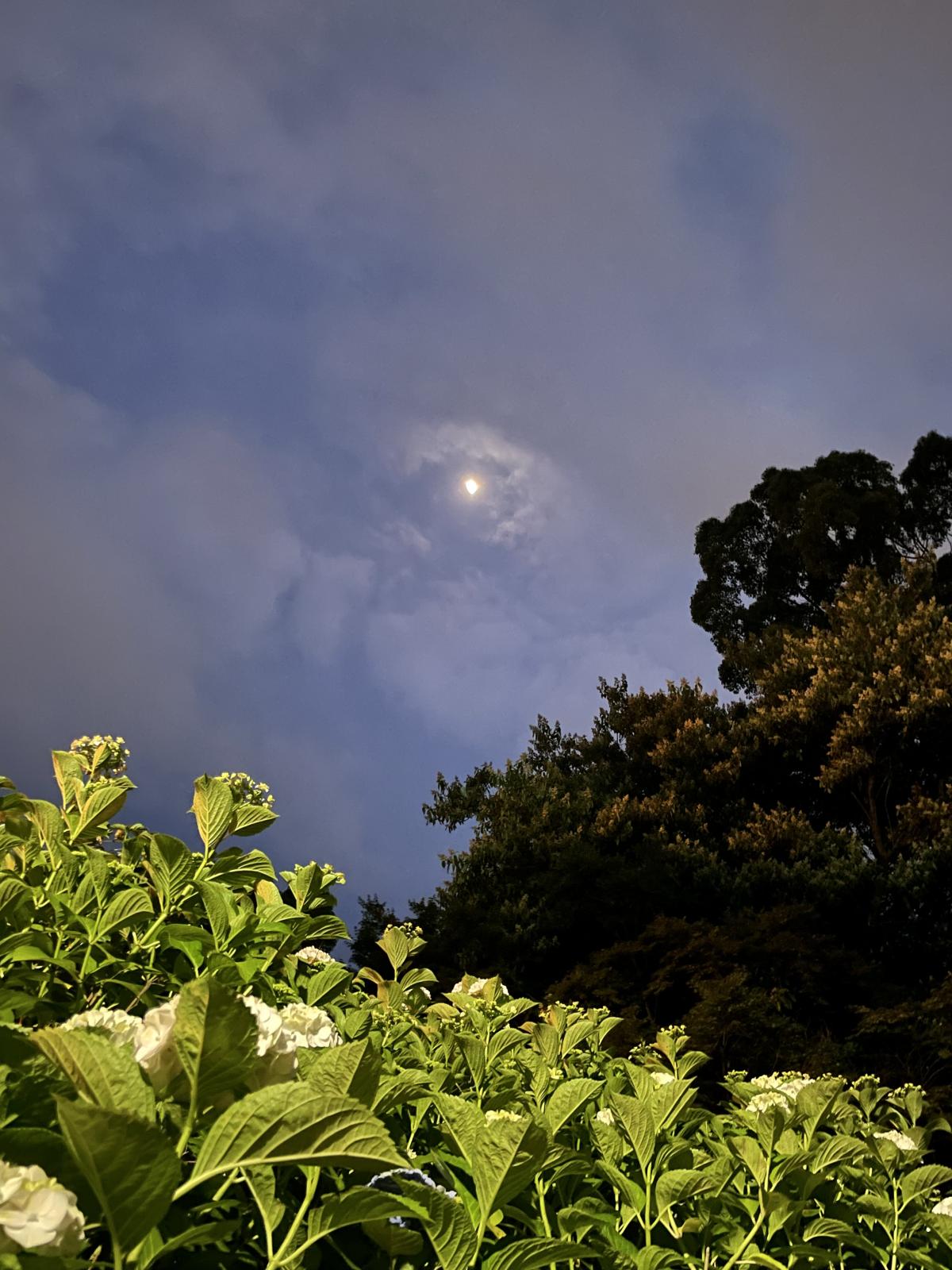 夜の夜宮公園