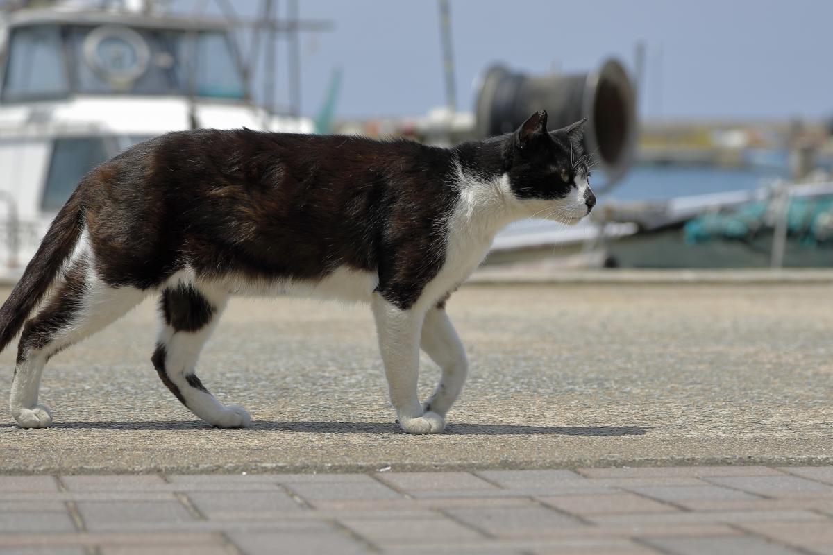 猫の島