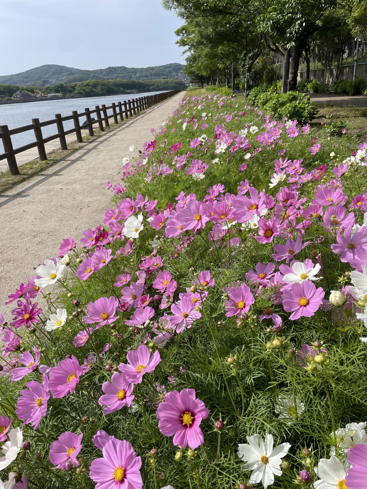 八幡東田緑地