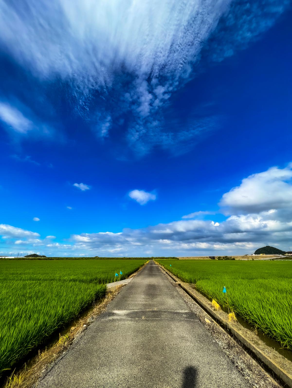 夏の田園と干潟