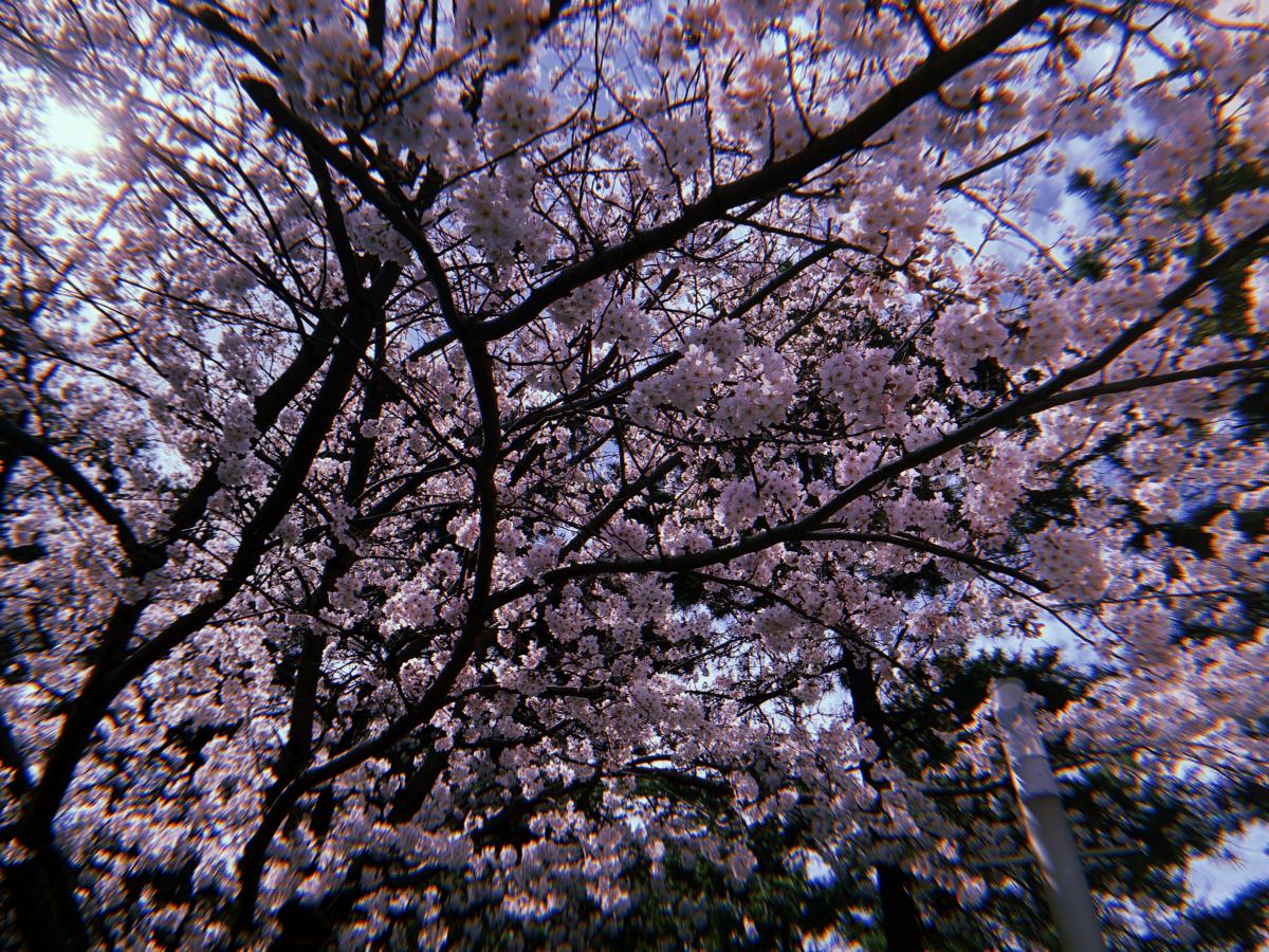 春の桜