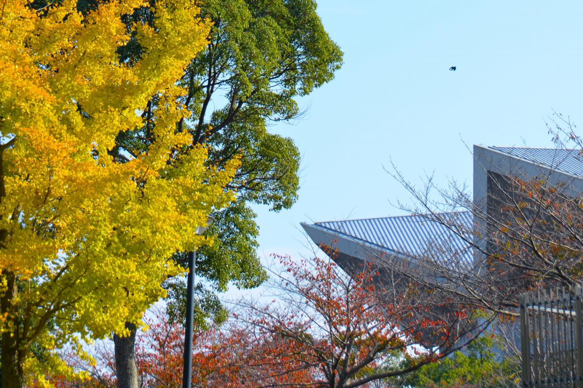 秋の中央公園にて