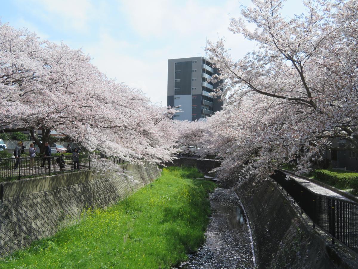 今年の花見