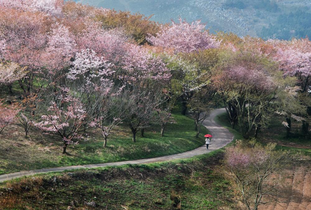 平尾台　羊群原と茶が床の桜並木　2018年