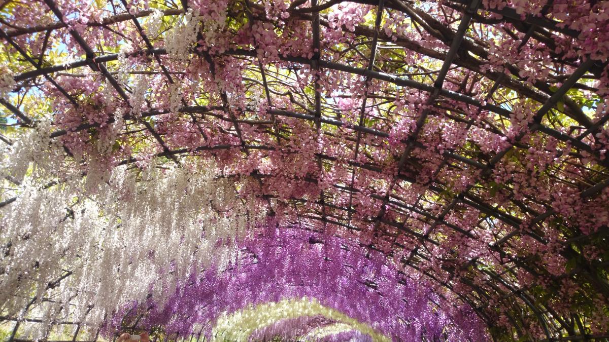 藤の花香る河内藤園