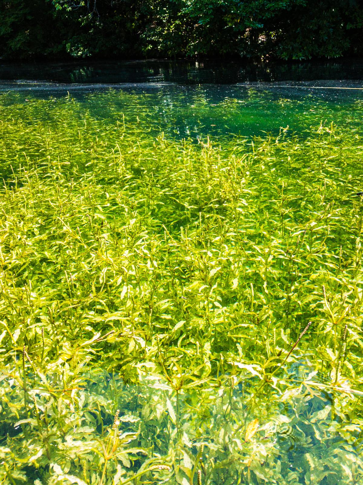 お糸池：水面に咲く花