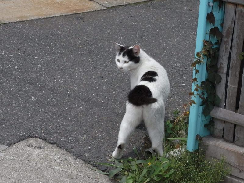 藍島は猫の島