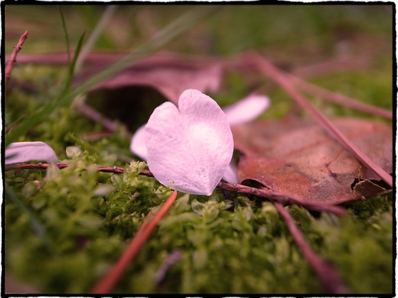 桜満開　小倉城