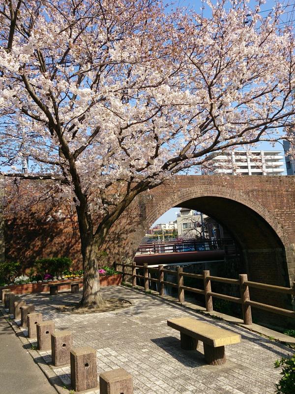 茶屋町橋梁の桜