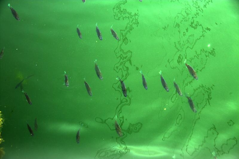 瀬板の森（淡水魚）