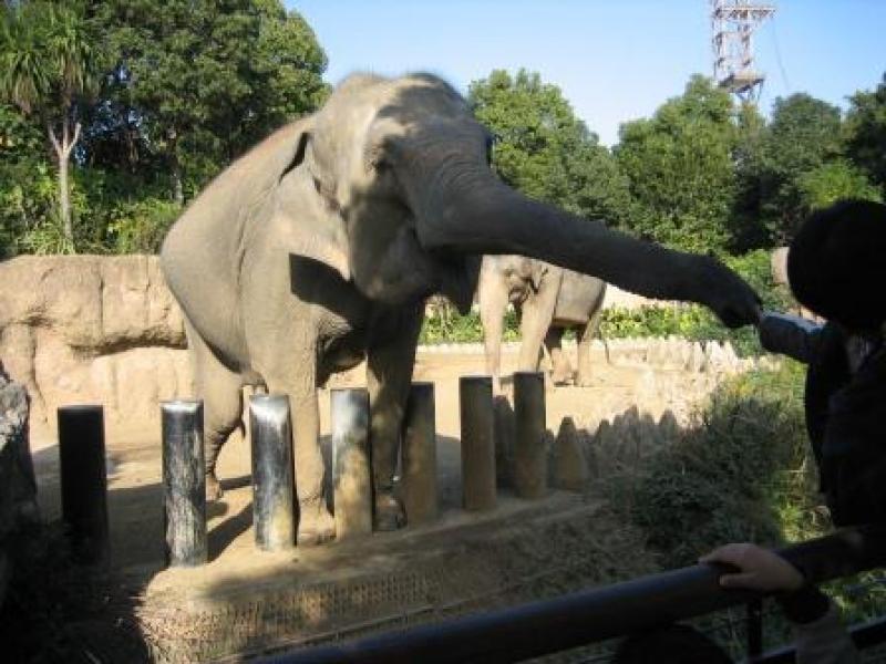 みんなの力で受け継いだ「到津の森公園」