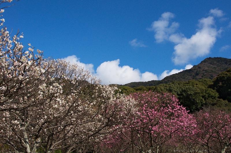 平和公園の梅園