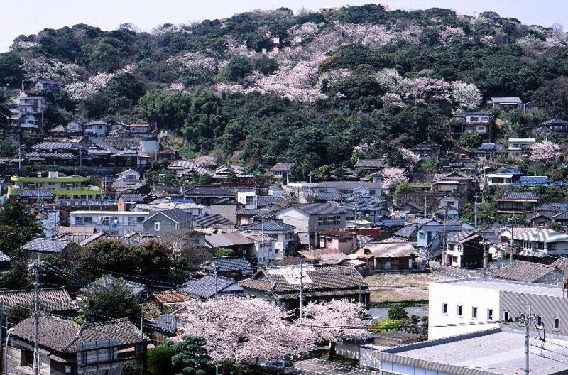 高塔山の桜